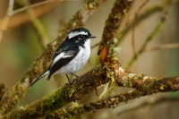 Lejsek cernobily - Ficedula westermanni - Little Pied Flycatcher o5663